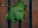 Green Leaf