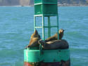 Lazy Sea Lions