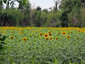 Sunflower Field