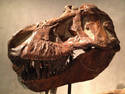 TRex Skull