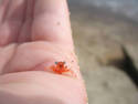 Tiny Crab