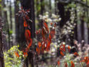 Red Leaves