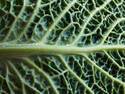 Green Leaf Texture