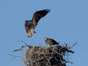 Osprey Nest