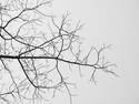 Bare Limbs