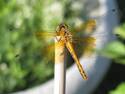 Golden Dragonfly