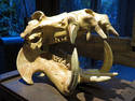 Hippo Skull