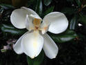 Magnolia Flower