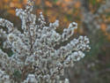 Fuzzy Blooms