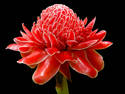 Torch Ginger Blossom