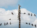 Birds on Wires