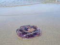 Beach Jelly