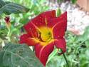 Daylily Dew