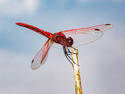 Red Dragonfly