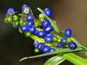 Ripening Berries