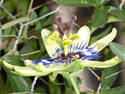 Passion Fruit Flower