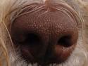 Dog Nose Macro