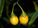 Yellow Berries