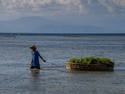 Pulling Seaweed