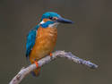 Kingfisher