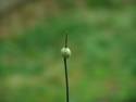 Wild Onion Bulb