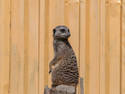 Meerkat Looking Back