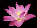 Pink Lotus