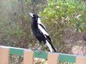 Magpie