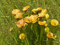 Pitcher Plants