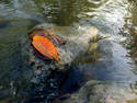 Leaf On The Water