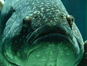 Giant Grouper