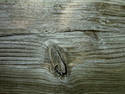 Wood Texture