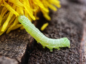 Green Caterpillar