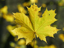 Maple Leaf