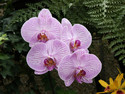 Orchids