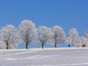 Winter Trees