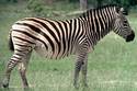 Zebra!