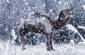 Camel in snow