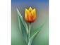 Rembrandt tulip