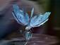 butterfly parot