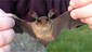 Garden Bat