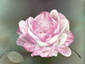 Garden rose