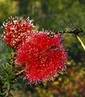 Flowers & Dragonfly