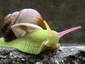 SnaiL