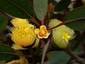 Gumnut Flowers