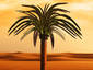 palm tree