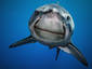 Smiling shark