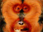 Orang-utan