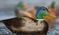 Semi-New Duck Decoy (UD)