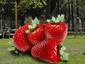 Giant Strawberries